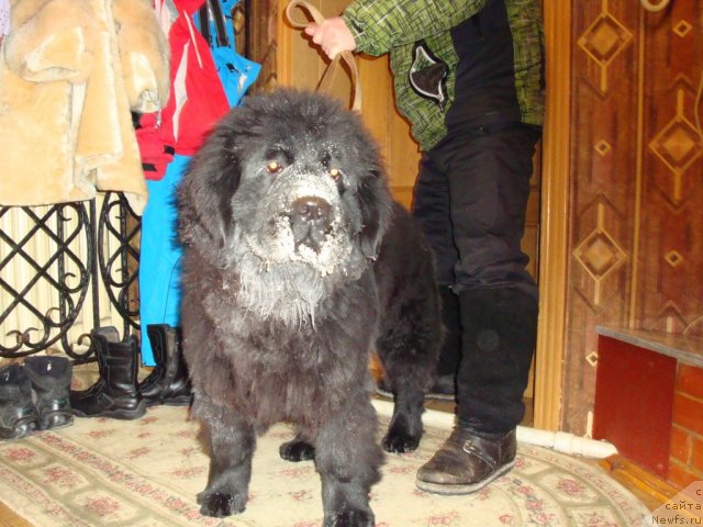 Фото: ньюфаундленд Их Высочество Глория Айрис (Ih Visochestvo Gloria Airis)