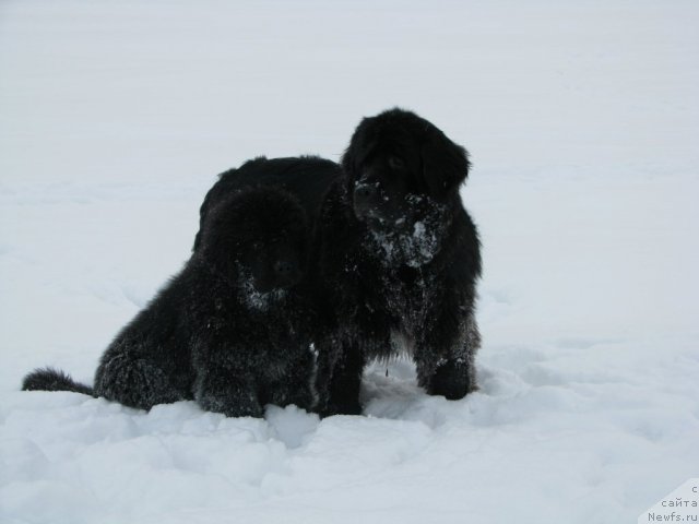 Фотография № 57474