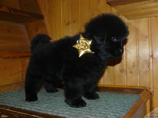 Фото: Пчёлкин дом Евстафий - кобель тёмная ленточка