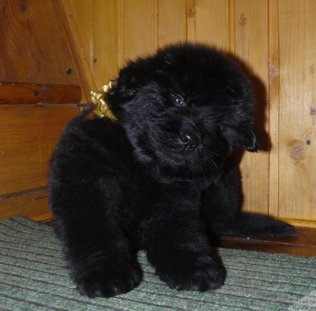 Фото: Пчёлкин Дом Евстафий - кобель тёмная ленточка