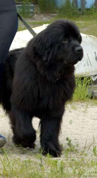 Фото: ньюфаундленд Челзис Вэйн из Медвежьего Яра