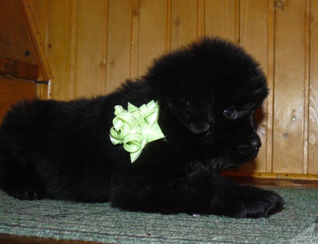 Фото: ньюфаундленд Пчёлкин Дом Ежевика