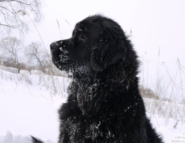 Фото: ньюфаундленд Супер Премиум Елисейская Поляна