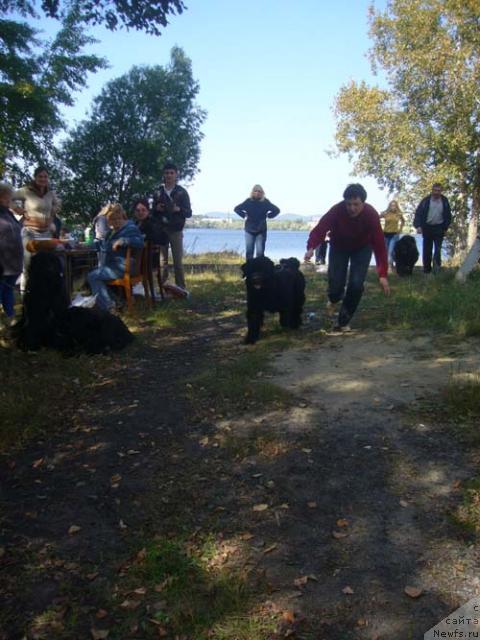Фото: ньюфаундленд Супер Премиум Аве Мария