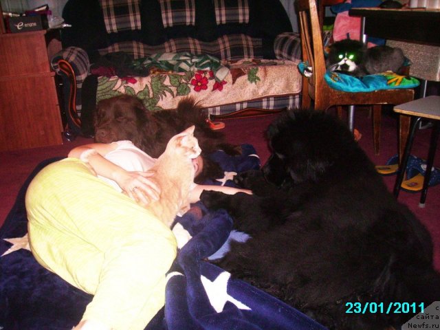 Фото: ньюфаундленд Их Высочество Владлена Маджикс, Ирина Нистратова