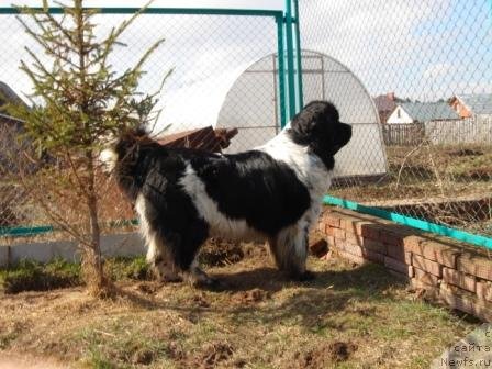 Фото: ньюфаундленд Плюшевая Панда Диланд (Plushevaya Panda Diland)