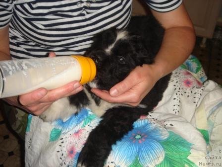 Фото: ньюфаундленд Плюшевая Панда Оливия