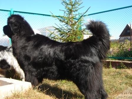 Фото: ньюфаундленд Плюшевая Панда Оливия