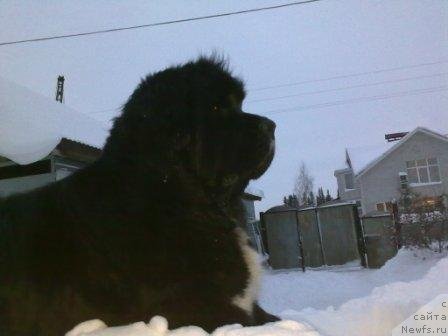 Фото: ньюфаундленд Плюшевая Панда Оливия