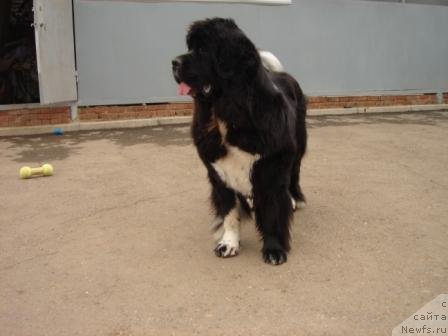 Фото: ньюфаундленд Плюшевая Панда Оливия