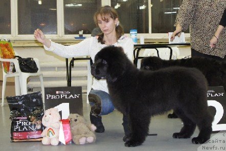 Фото: ньюфаундленд Ohoi's Jet Set, Юлия Наумова