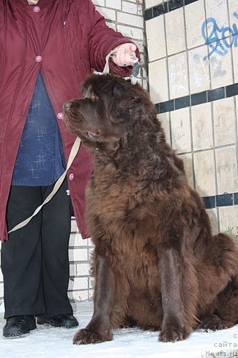 Фото: ньюфаундленд Фанньюф Госпожа Удача (Funnewf Gospozha Udacha)
