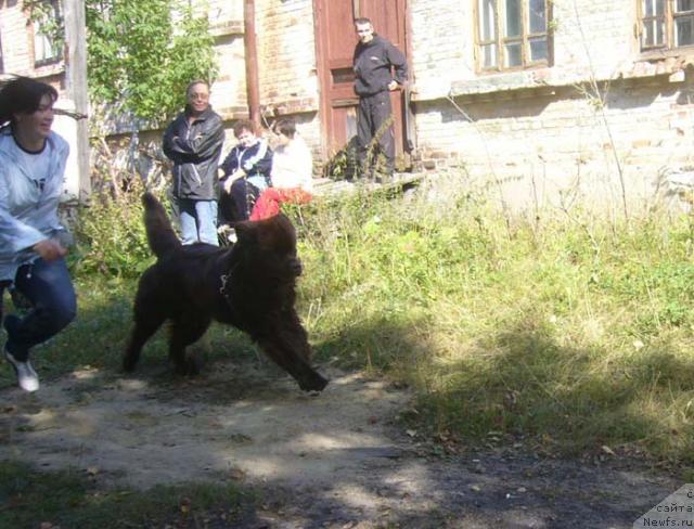 Фото: ньюфаундленд Обуш Шед Юдашкин Стиль (Obush Shed Yudashkin Stil)