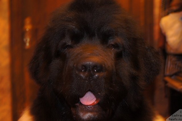 Фотография № 57547