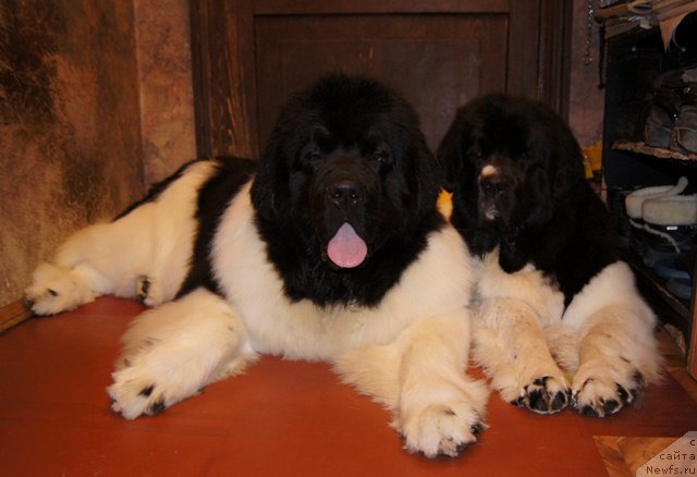 Фотография № 57549