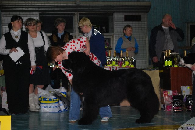 Фото: ньюфаундленд King of Helluland I'm Precious, Наталия Снигирева