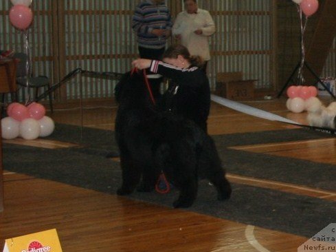 Фото: ньюфаундленд Маркиза Ангелов из Тихого Омута (Markiza Angelov iz Tihogo Omuta)
