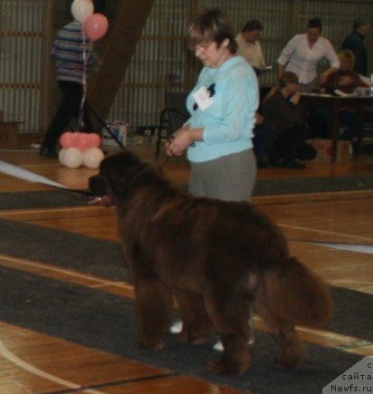 Фото: ньюфаундленд Изабель из Царства Медведей