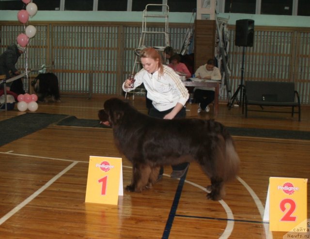 Фото: ньюфаундленд Закадычный Друг из Царства Медведей