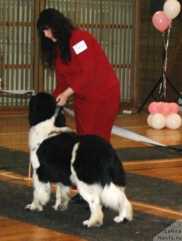 Фото: ньюфаундленд Фиаметтахауз Мартини Бьянка (Fiamettahauz Martini Bianka)
