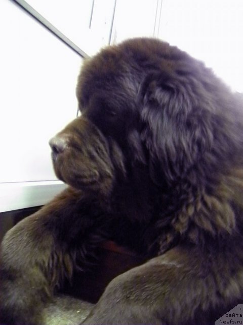 Фото: ньюфаундленд Супер Премиум Бест Бэлжен Ригардс (Super Premium Best Belzhen Regards)