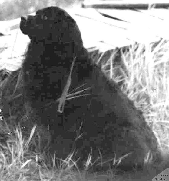 Фото: ньюфаундленд Иль Джина Иджи