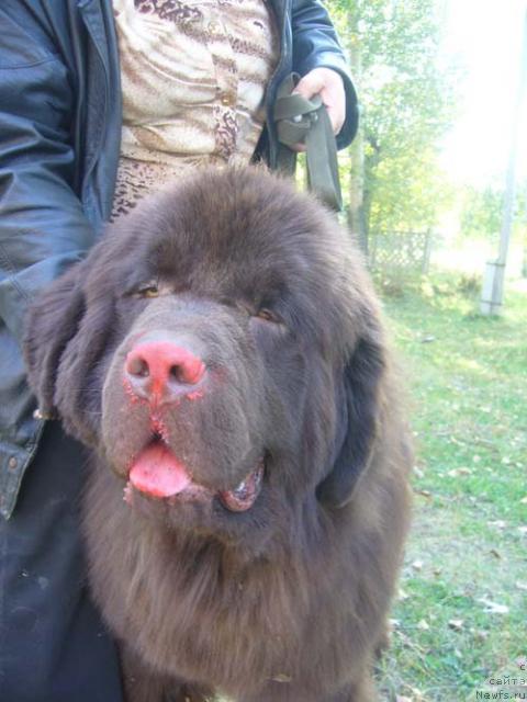 Фото: ньюфаундленд Супер Премиум Брабус