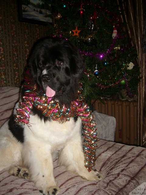 Фотография № 57617