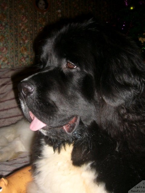 Фотография № 57618