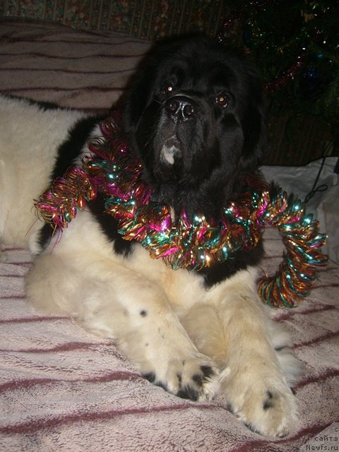 Фотография № 57619