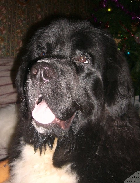 Фотография № 57620