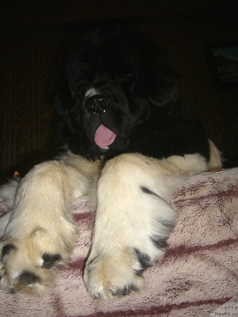 Фото: ньюфаундленд Супер Премиум Женева (Super Premium Zheneva)