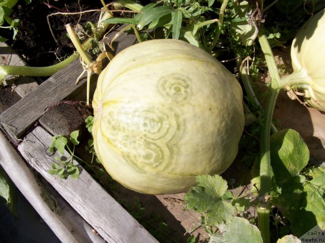 Фотография № 57626