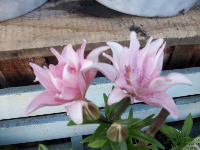 Фотография № 57628