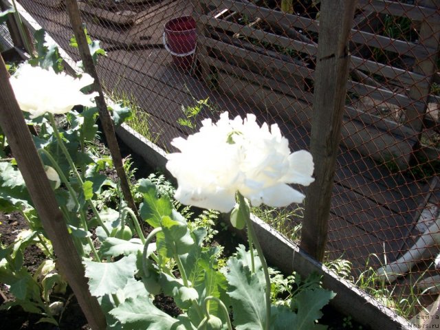 Фотография № 57629