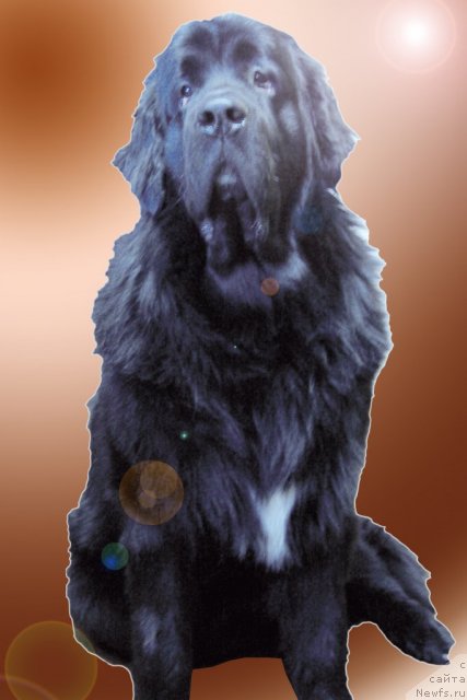 Фото: ньюфаундленд Млечный Путь из Тихого Омута