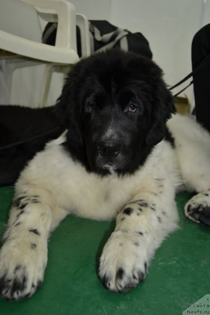 Фото: ньюфаундленд Фиаметтахауз Нунки (Fiamettahauz  Nunki)