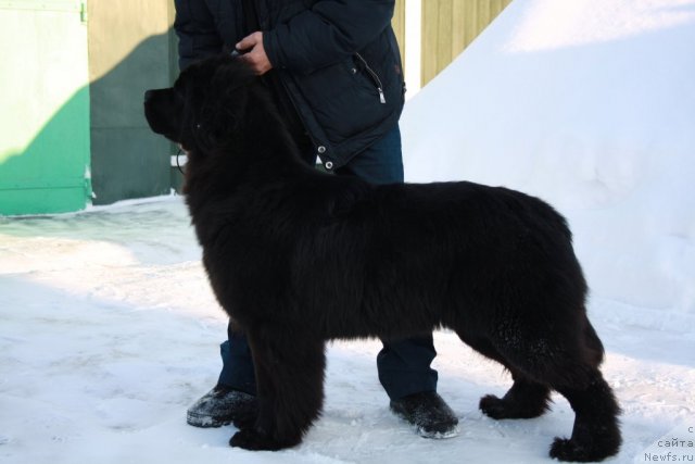 Фото: ньюфаундленд Супер Премиум Жани Моник