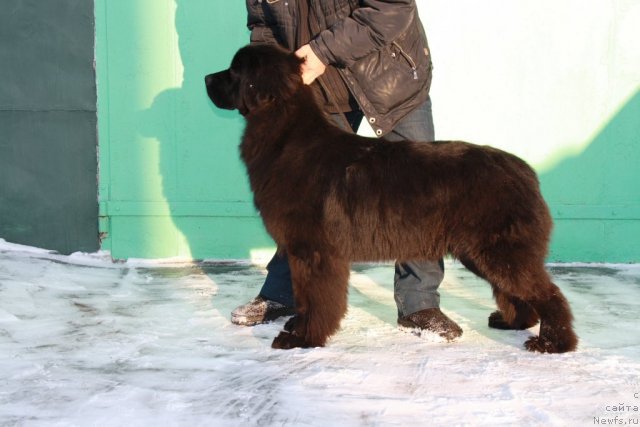Фото: ньюфаундленд Супер Премиум Жани Моник
