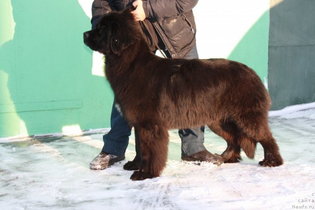 Фото: ньюфаундленд Супер Премиум Жани Моник