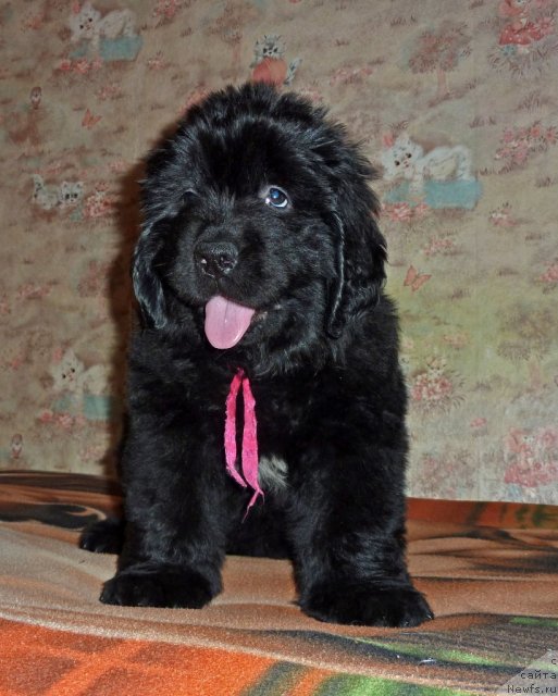 Фото: ньюфаундленд Вирджиния Бьюти Лайф