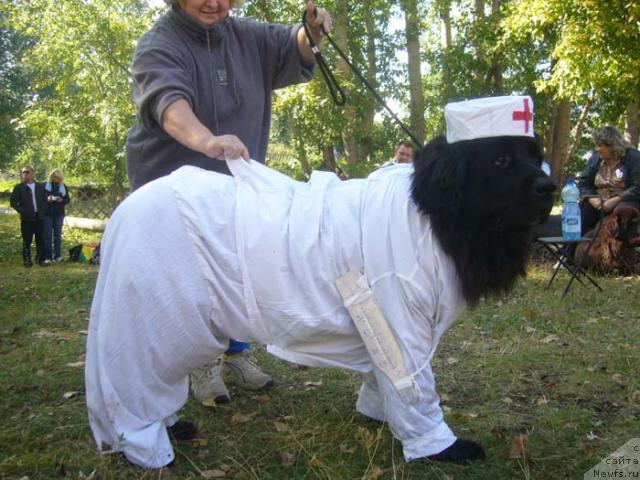 Фото: ньюфаундленд Ньюмаст София для Мадам Габо