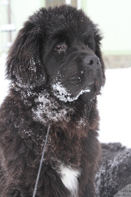Фото: ньюфаундленд Рестайлинг Фром Шипмэн