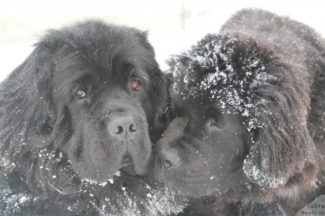 Фото: ньюфаундленд Сладкая Моя от Сибирского Медведя, ньюфаундленд Рестайлинг Фром Шипмэн