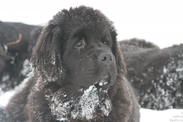 Фото: ньюфаундленд Рестайлинг Фром Шипмэн