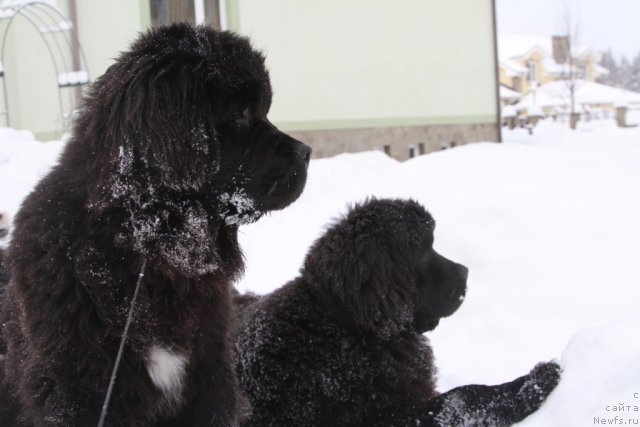 Фото: ньюфаундленд Рестайлинг Фром Шипмэн, ньюфаундленд Розмарин Любимец Публики