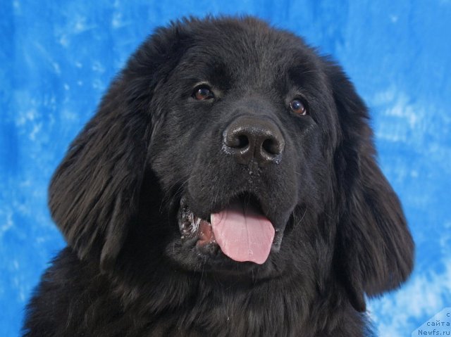 Фото: ньюфаундленд Чудная Красавица