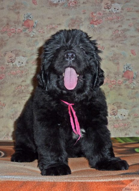 Фото: ньюфаундленд Вирджиния Бьюти Лайф