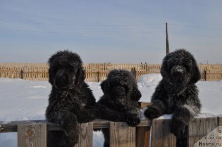 Фото: ньюфаундленд Ньюфорт Бай'ю Тиана, ньюфаундленд Ньюфорт Бестселлер, ньюфаундленд Ньюфорт Блеск Домино