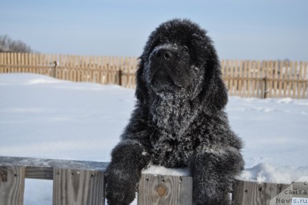 Фото: ньюфаундленд Ньюфорт Бай'ю Тиана